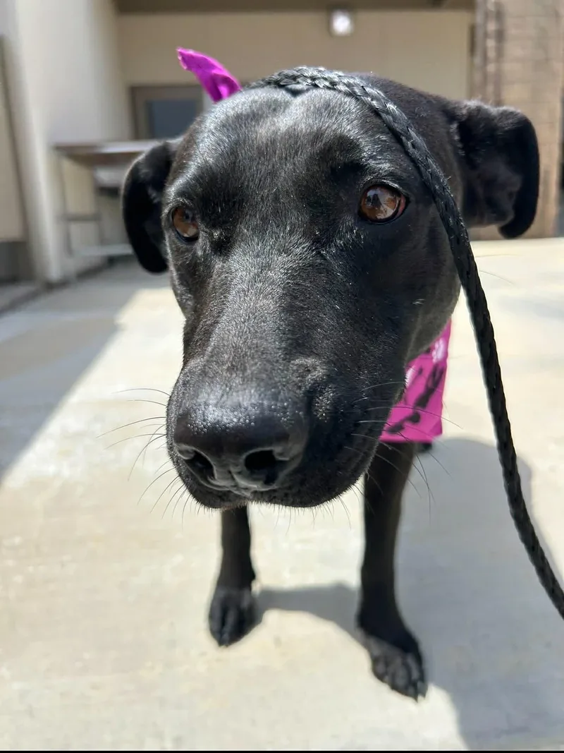 An adult medium-sized female Labrador Retriever dog named Mama MacKenzie for adoption in San Diego, CA