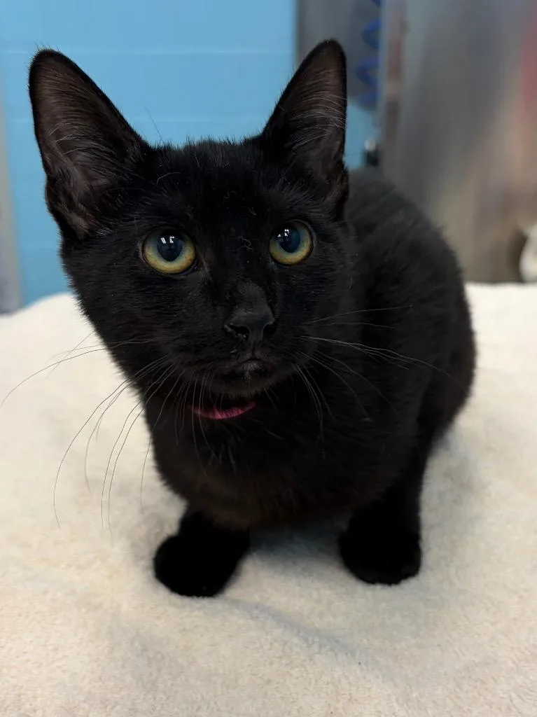 A young medium-sized female Black Domestic Short Hair cat named Thyme for adoption in Frankfort, KY