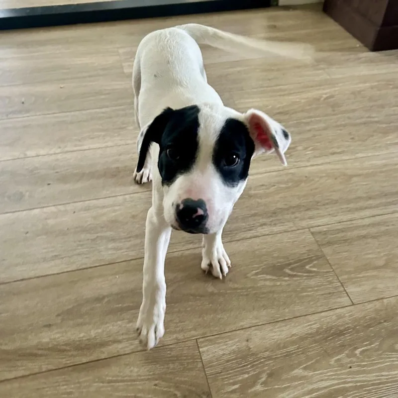 A baby medium-sized male White / Cream Border Collie dog named Barrett for adoption in Alma, WI