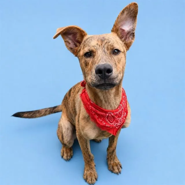 A young small-sized male Black Mouth Cur dog named Archer for adoption in Westminster, MD