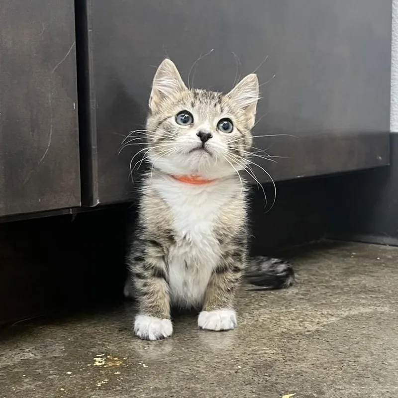 A baby medium-sized male Tabby (Brown / Chocolate) Domestic Short Hair cat named The Nike Litter  for adoption in Portland, OR