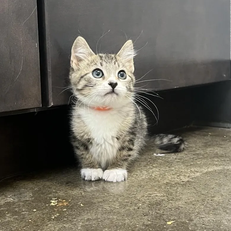 The Nike Litter  thumbnail 3