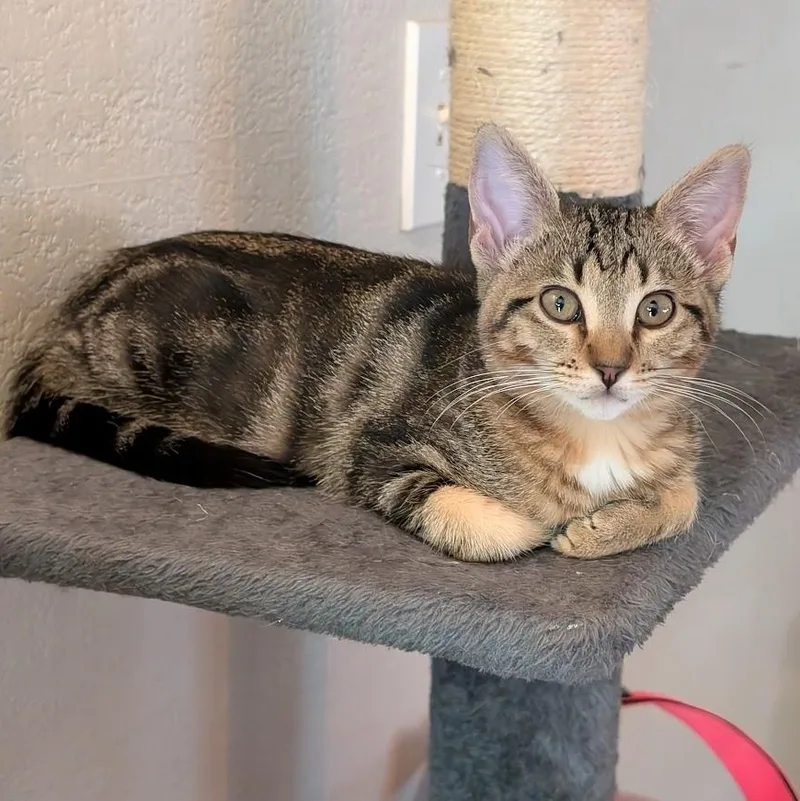 A baby medium-sized female Domestic Short Hair cat named Sycamore for adoption in Midvale, UT