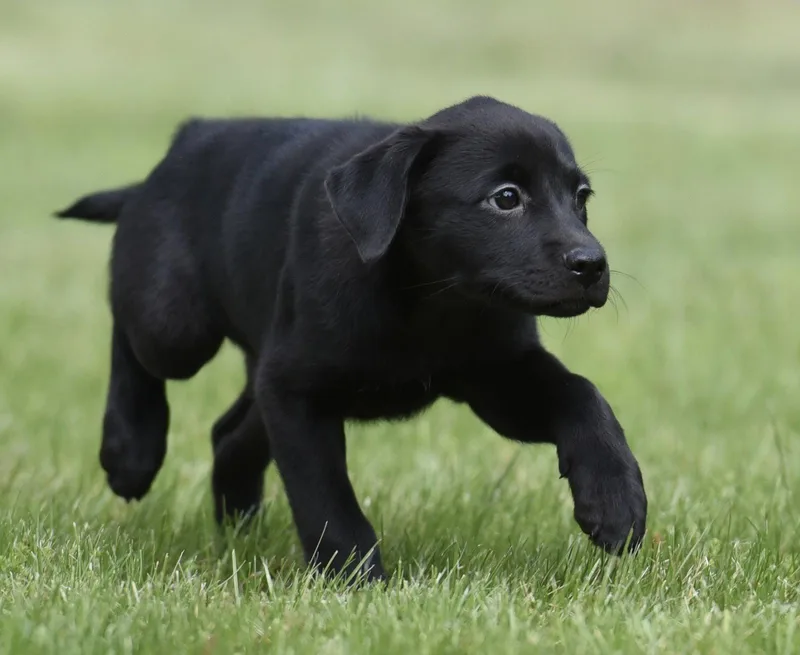 A baby medium-sized female Labrador Retriever dog named Shelly for adoption in Mechanicsburg, PA