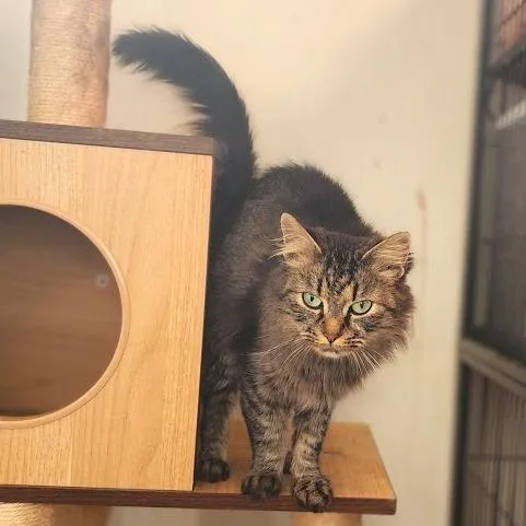A young medium-sized female Black Domestic Long Hair cat named Melanie for adoption in Toms Brook, VA