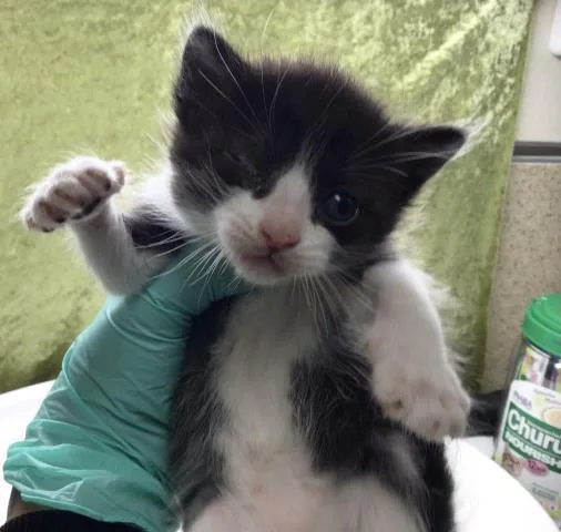 A baby small-sized female Domestic Short Hair cat named Mochi for adoption in Riverside, CA
