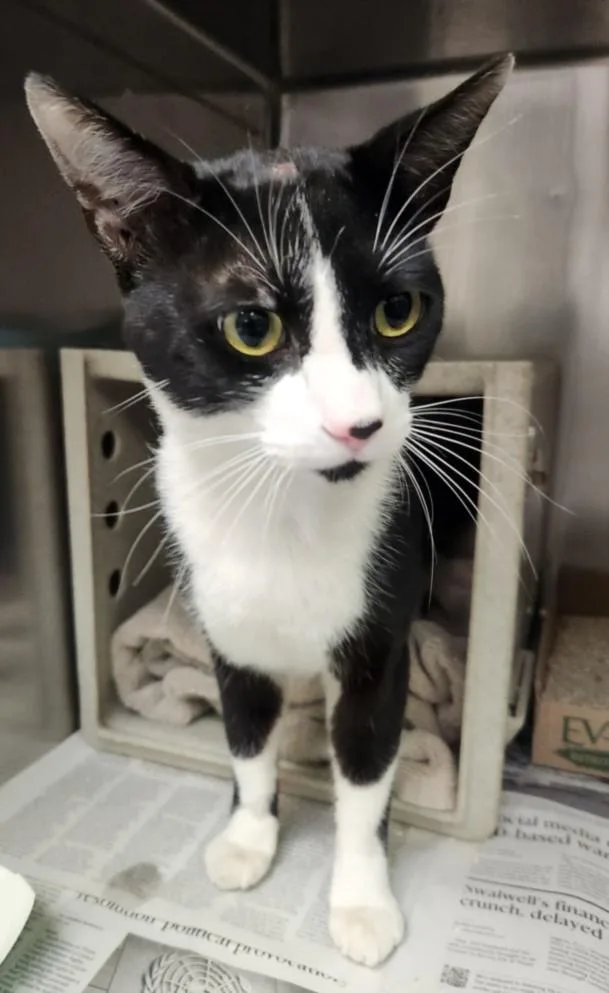 An adult large-sized male Domestic Short Hair cat named A for adoption in Burbank, CA