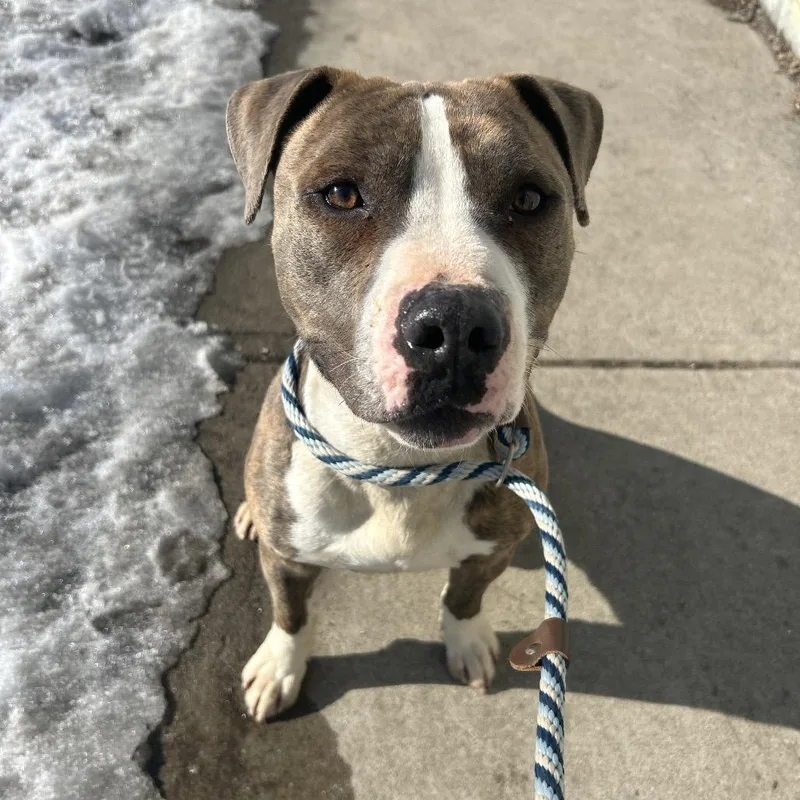 An adult medium-sized male Brown / Chocolate Pit Bull Terrier dog named Harry Styles for adoption in Weimar, CA