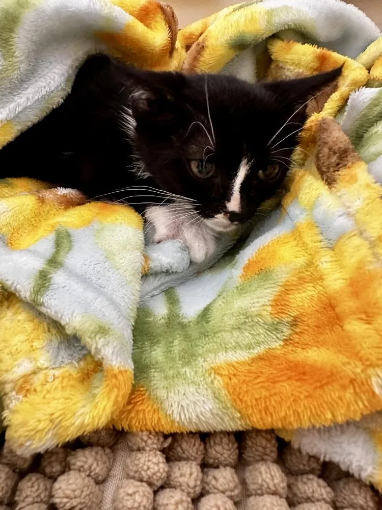 A baby small-sized female Black & White / Tuxedo Domestic Short Hair cat named Rainbow for adoption in Greensboro, NC