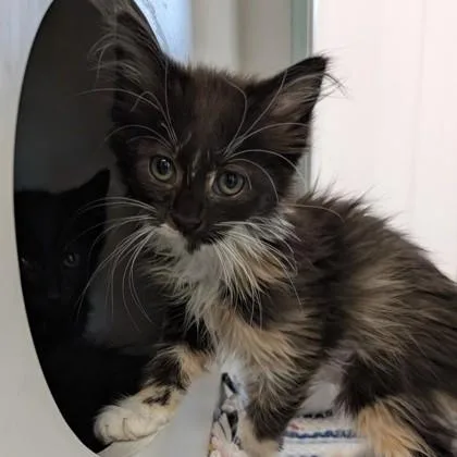 A baby small-sized female Domestic Medium Hair cat named Sparkler for adoption in Voorhees, NJ