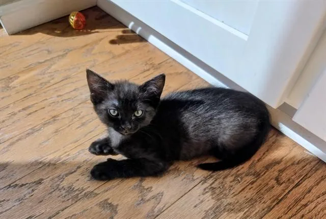 Catra