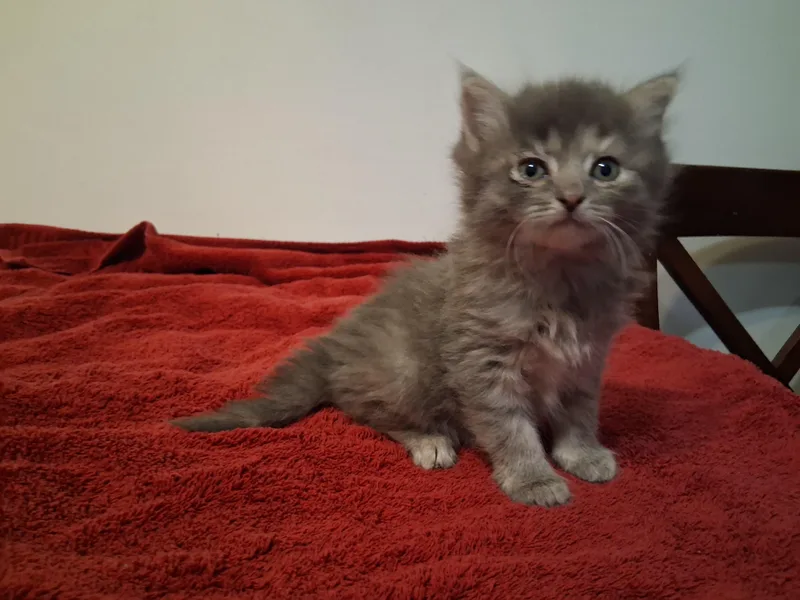 Smudge