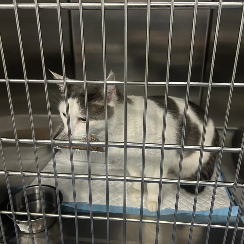 An adult large-sized female Gray / Blue / Silver Domestic Short Hair cat named Lawn for adoption in Greensboro, NC