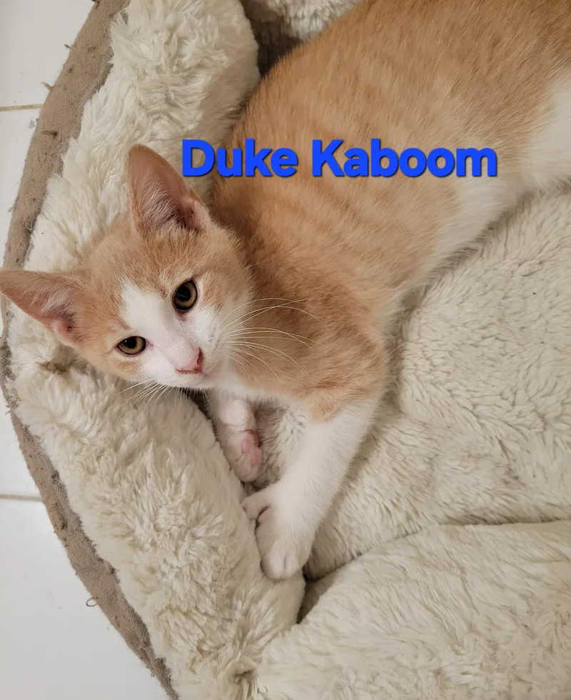 Duke Kaboom thumbnail 3