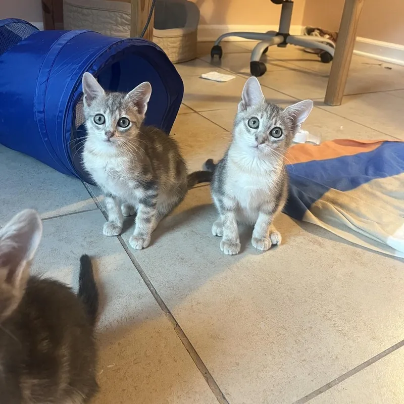 A baby small-sized male Gray / Blue / Silver Domestic Short Hair cat named James for adoption in Charlotte, NC