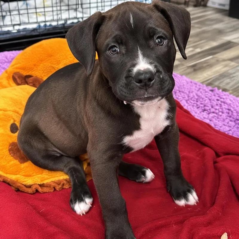 A baby medium-sized female Mixed Breed dog named RAVEN ARRIVING IN for adoption in Berwick, ME