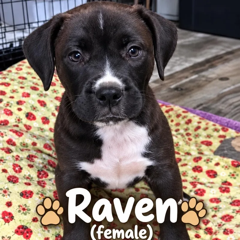 RAVEN  ARRIVING IN thumbnail 2