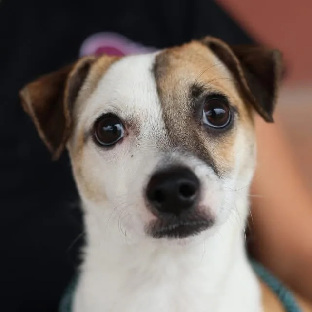 A young small-sized male Chihuahua dog named Remi for adoption in Boston, MA