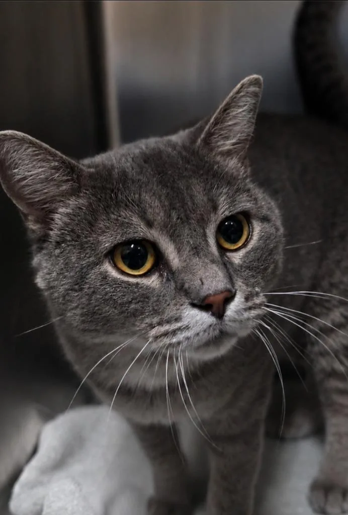 A young large-sized male Domestic Short Hair cat named Tommy Hilfiger for adoption in Ocala, FL