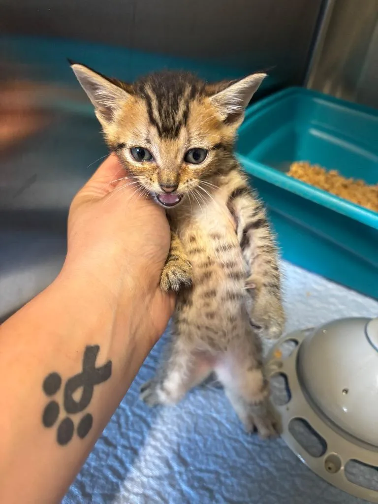 A baby large-sized female Domestic Short Hair cat named Lucy for adoption in Metter, GA