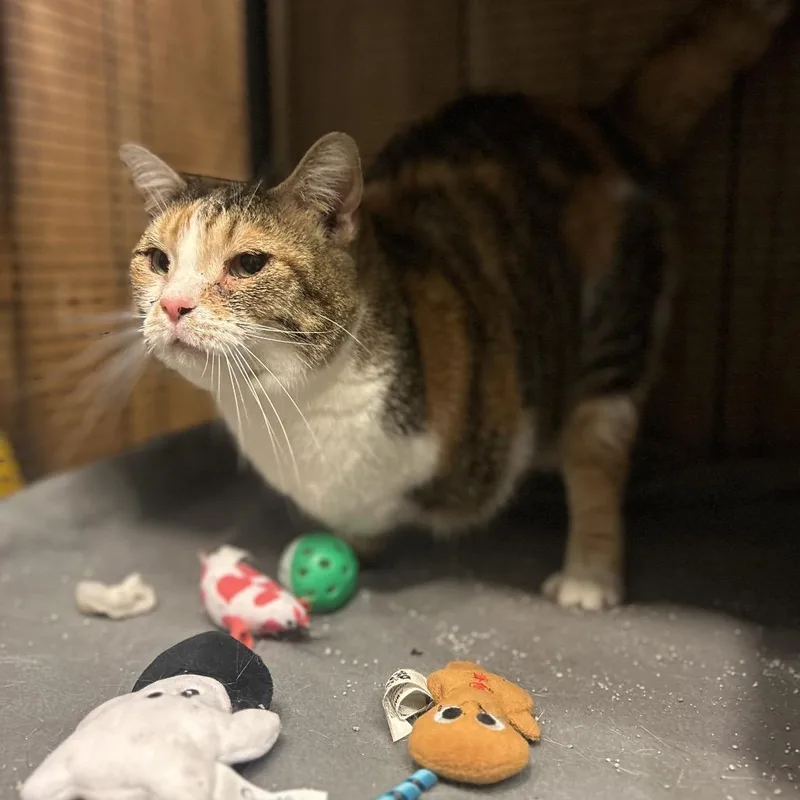 An adult large-sized female Domestic Short Hair cat named Zara for adoption in Hanna City, IL