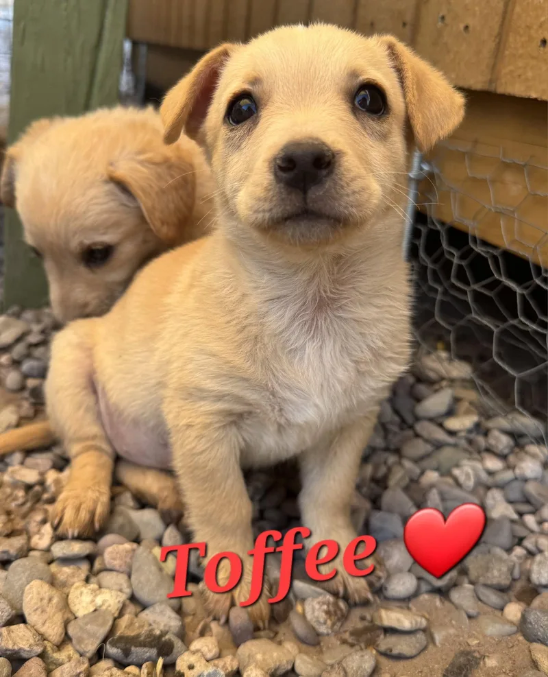 Toffee