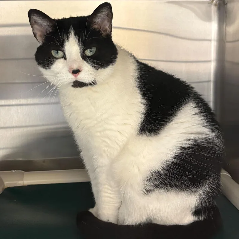 An adult large-sized female Domestic Short Hair cat named Luna for adoption in Newark, DE