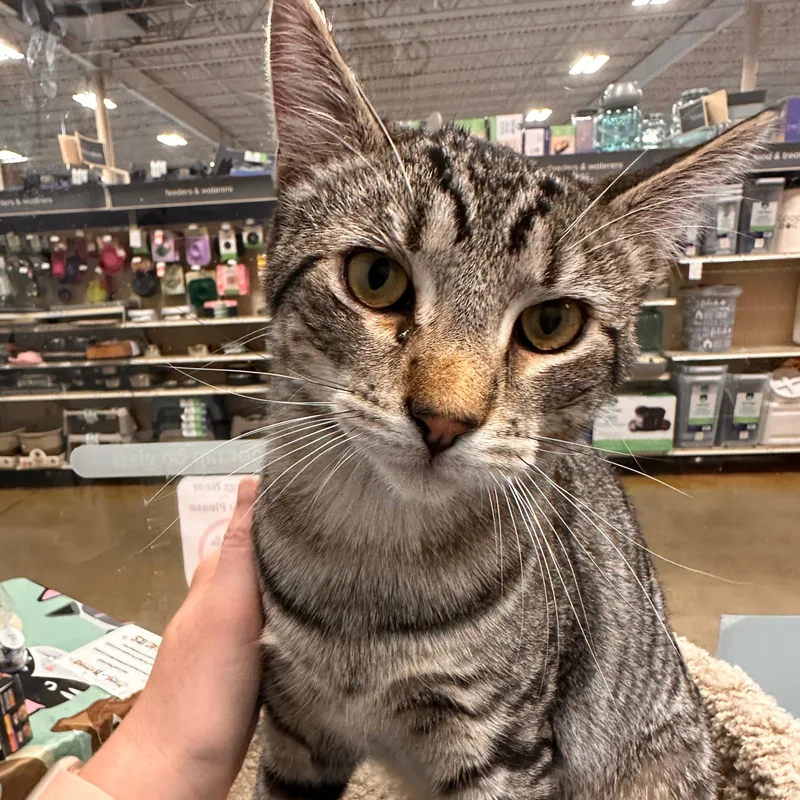 A baby large-sized male Tabby (Brown / Chocolate) Domestic Short Hair cat named Dewey for adoption in Maple Shade, NJ