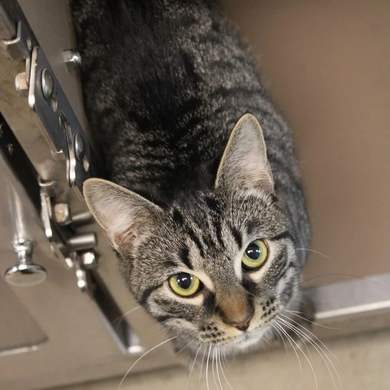A young medium-sized female Brown / Chocolate Domestic Short Hair cat named Meera for adoption in Hattiesburg, MS