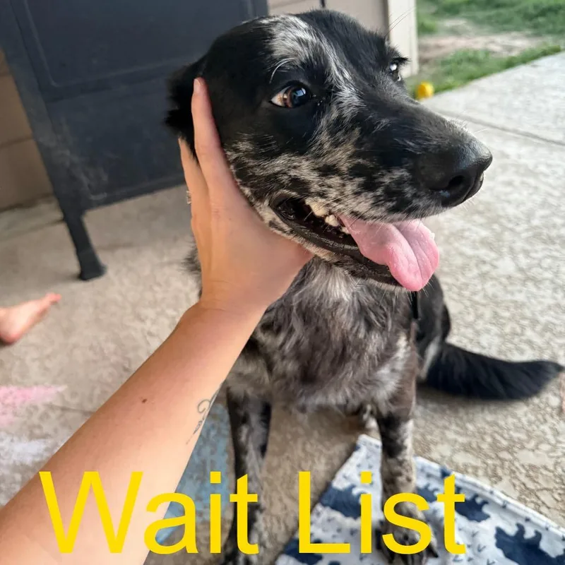 An adult medium-sized female Gray / Blue / Silver Labrador Retriever dog named Jolene for adoption in Livingston, TX