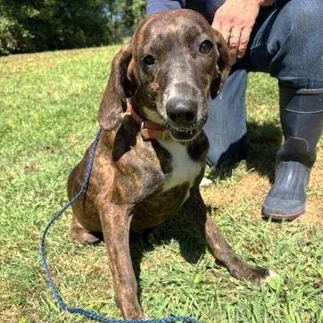 An adult medium-sized female Plott Hound dog named Girlie for adoption in Philippi, WV