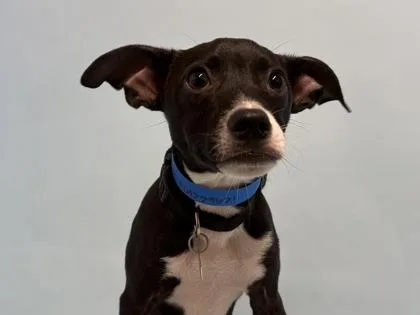 A baby small-sized male Terrier dog named Club Sandwich for adoption in Coon Rapids, MN