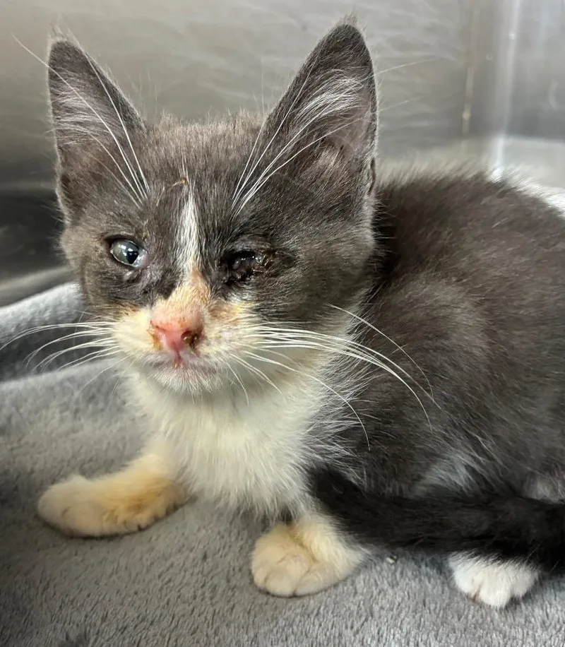 A baby medium-sized female Domestic Short Hair cat named Sarabi for adoption in Hartsville, SC