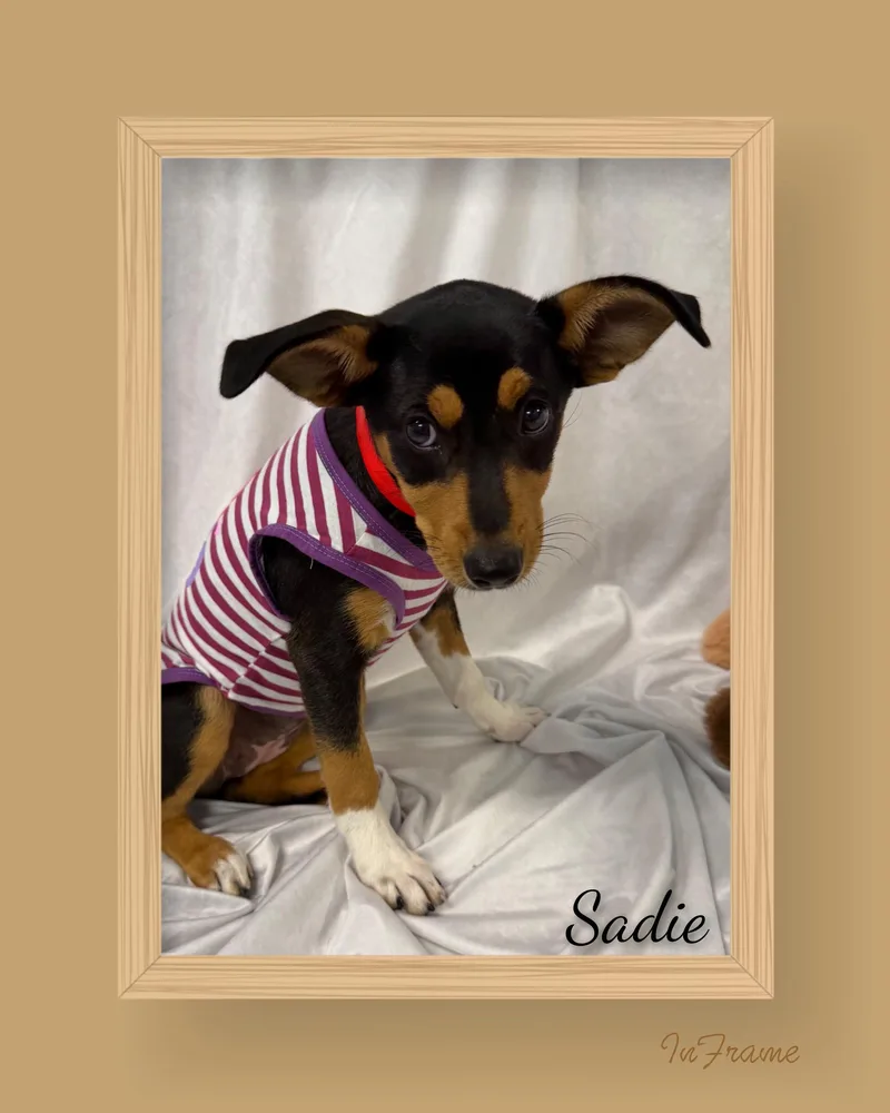 Sadie