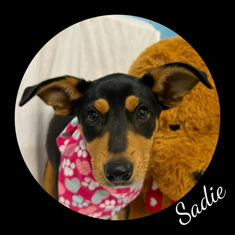 Sadie thumbnail 2