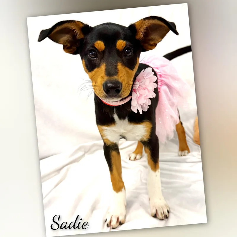 Sadie thumbnail 3
