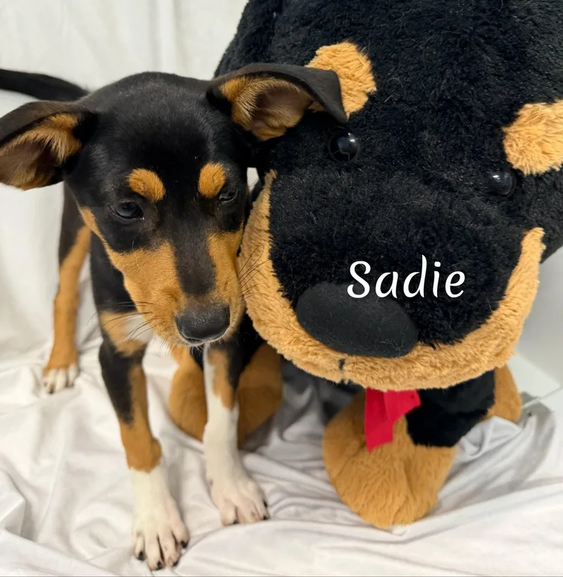 Sadie thumbnail 4