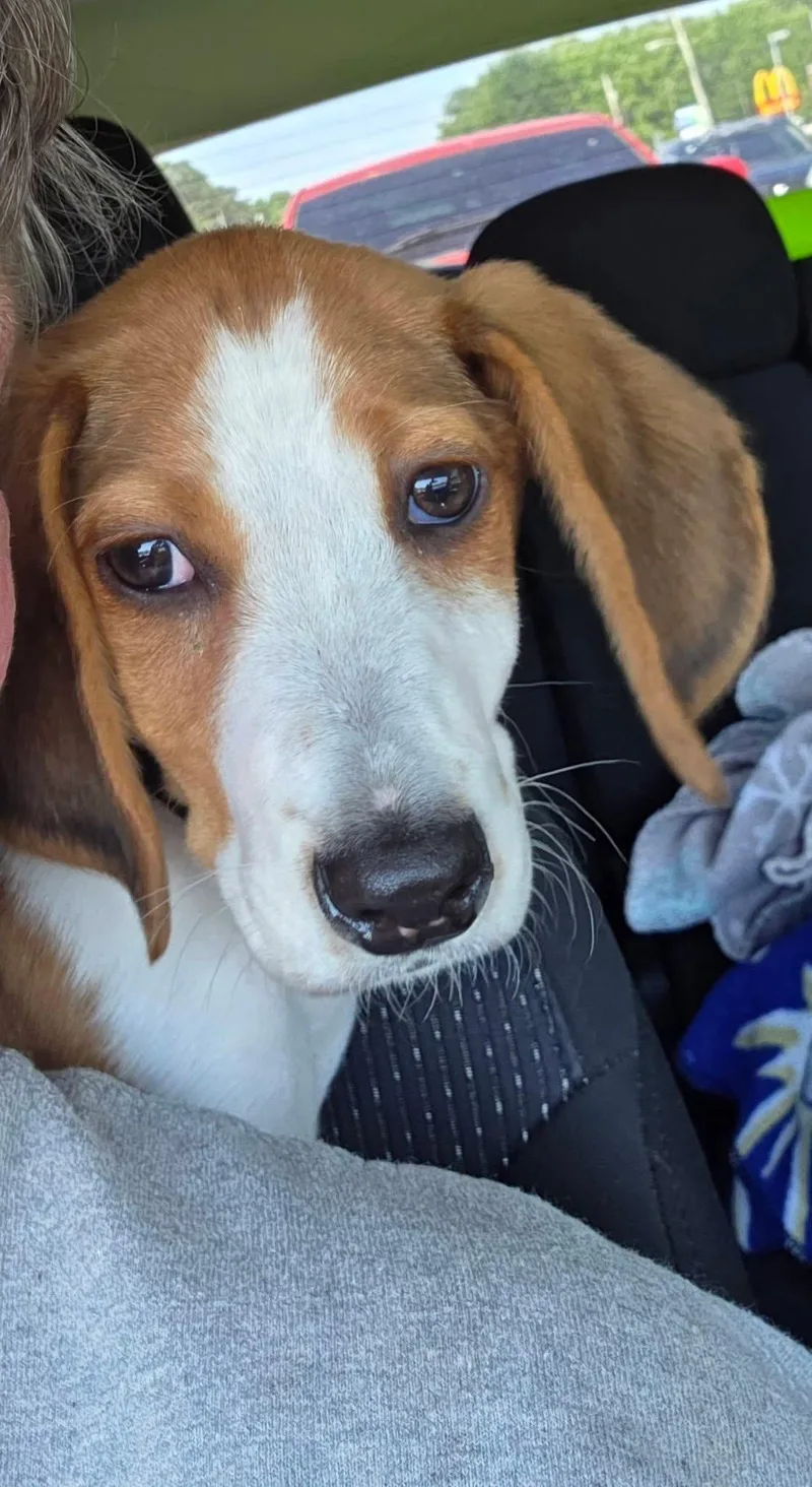 Meet Duckie Hound Puppy thumbnail 2