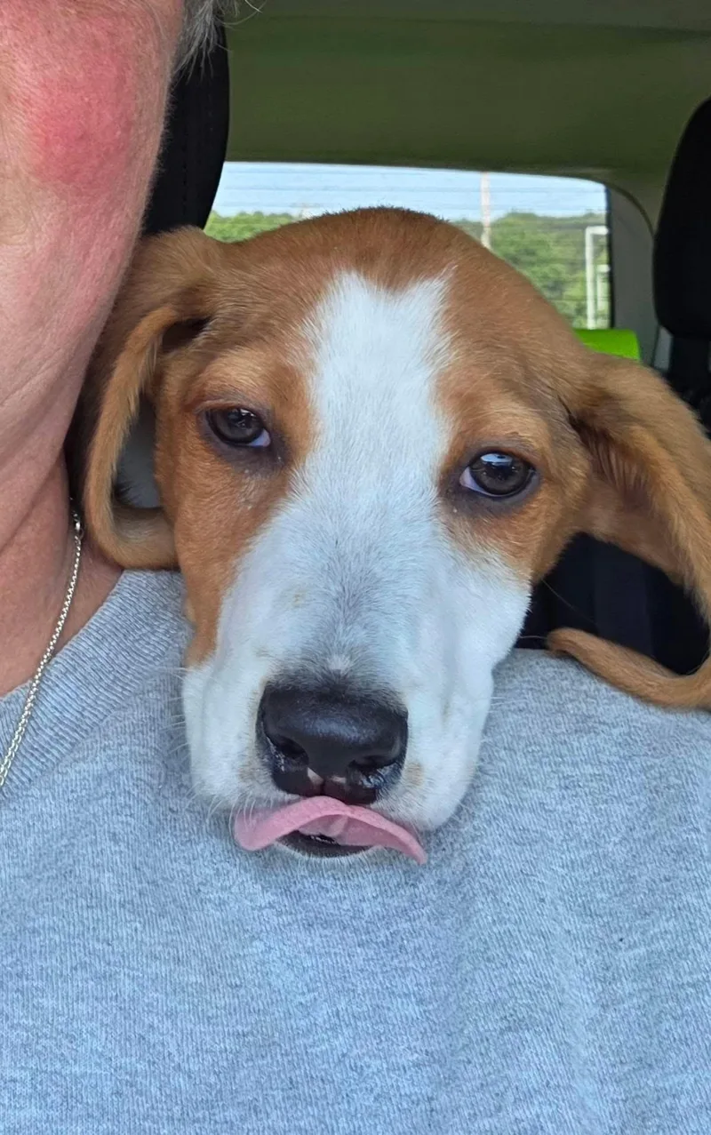 Meet Duckie Hound Puppy thumbnail 3