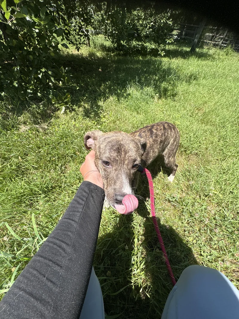 A baby medium-sized female Terrier dog named Leah for adoption in Carmel, NY