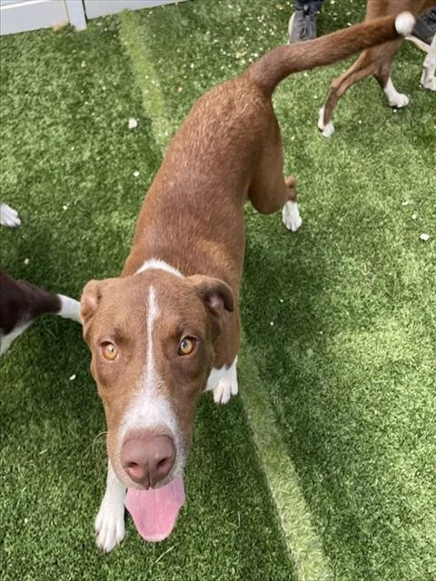 A young large-sized male Mixed Breed dog named Cowboy for adoption in Palmetto, FL