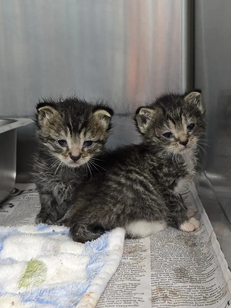 A baby small-sized male Tabby (Brown / Chocolate) Domestic Short Hair cat named Romeo for adoption in Evansville, IN