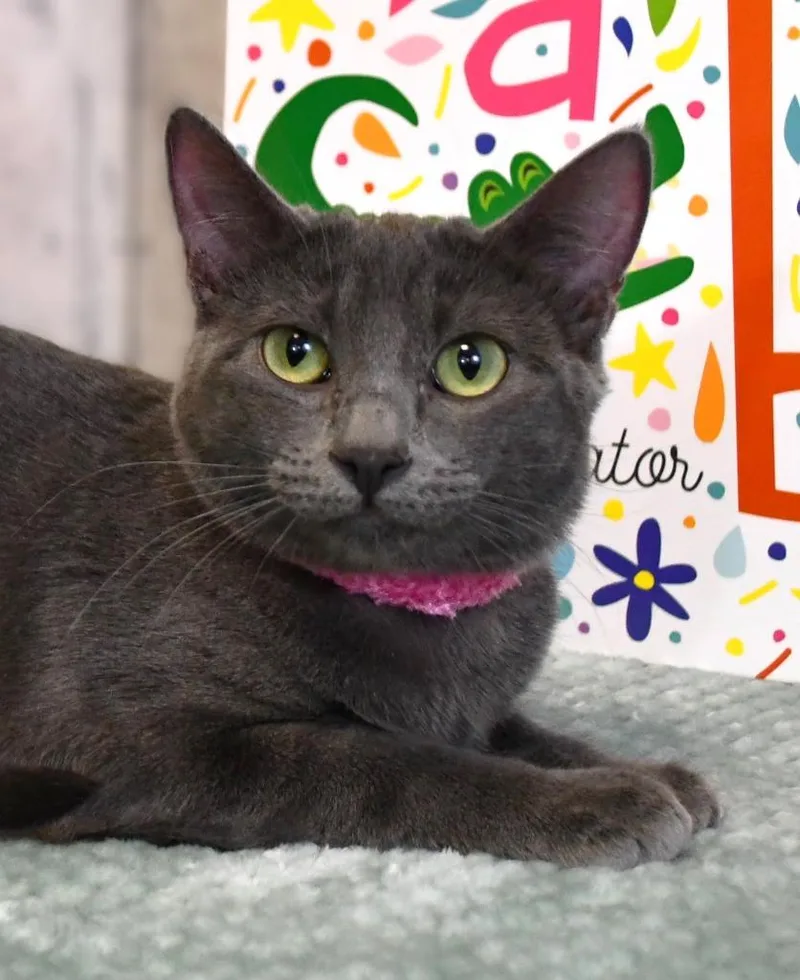 A baby medium-sized female Domestic Short Hair cat named Bb for adoption in Roanoke, TX