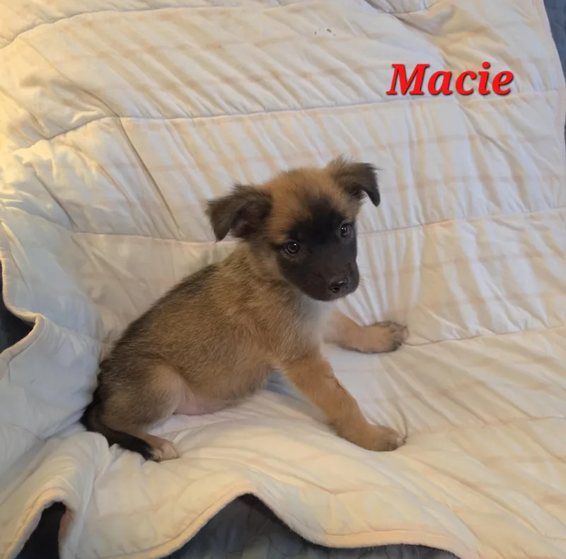 A baby medium-sized female Tricolor (Brown, Black, & White) Collie dog named Macie Mars for adoption in Andover, MA
