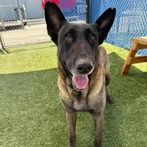 An adult large-sized female Brown / Chocolate Belgian Shepherd / Malinois dog named Ember for adoption in Hawthorne, CA