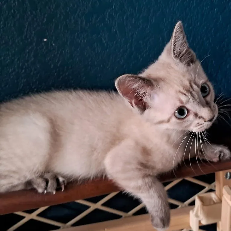 A baby small-sized female Blue Cream Domestic Short Hair cat named Margo AdamsWeingarten for adoption in Morrison, CO