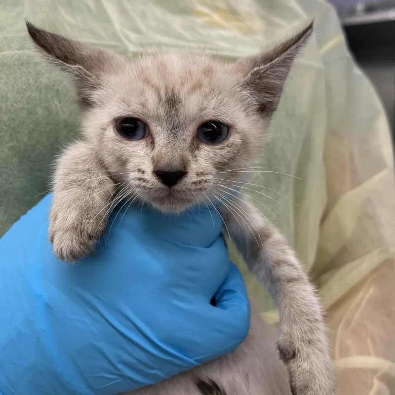 A baby small-sized female Gray / Blue / Silver Domestic Short Hair cat named Mozzarella for adoption in West Palm Beach, FL