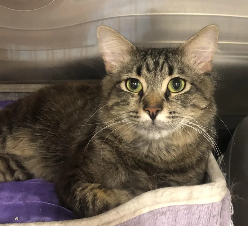 A young medium-sized male Tabby (Brown / Chocolate) Domestic Medium Hair cat named Ralph for adoption in Greensburg, PA
