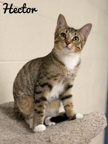 A young medium-sized male Domestic Short Hair cat named Hector for adoption in Valparaiso, IN