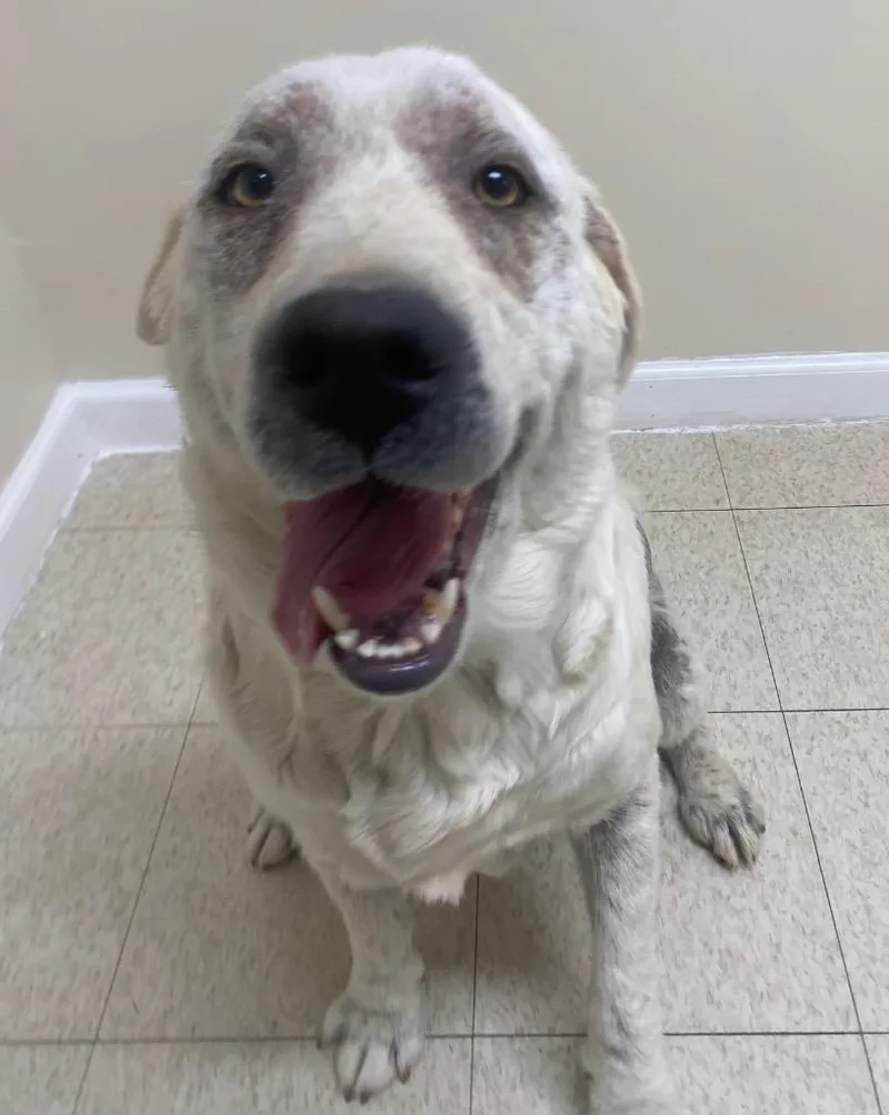 An adult large-sized female Labrador Retriever dog named Ruth for adoption in Fall River, MA